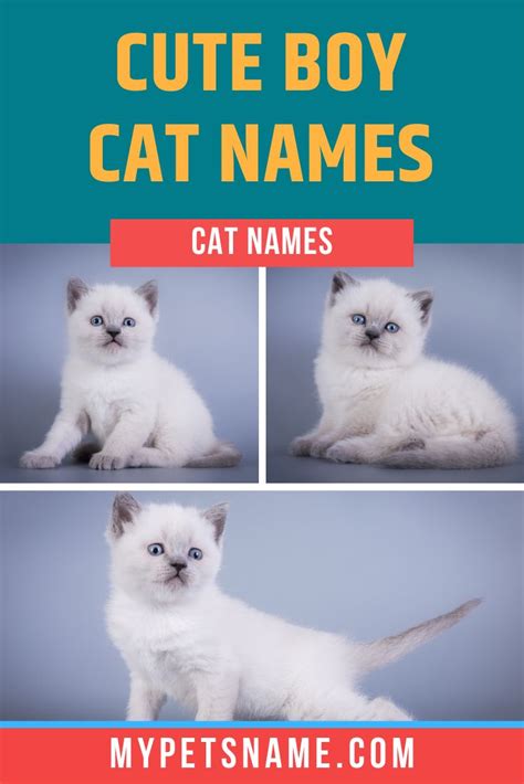 Whether your kitten is a moggy, or a pedigree, they are bound to be ...