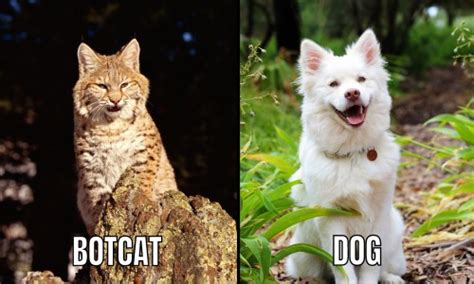 Bobcat Size Comparison: How Big Are Bobcats?