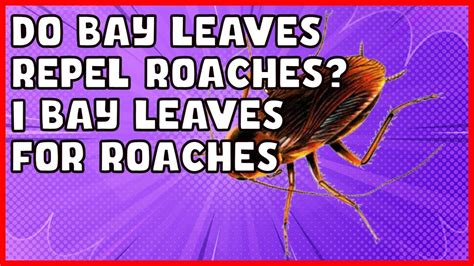 Do Bay Leaves Repel Roaches Youtube