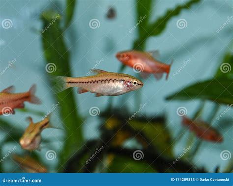 Fish Red Cherry Barb Juvenile Swimming In Freshwater Tropical Aquarium