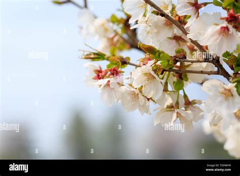 Shanghai Cherry Blossom, Chenshan Botanical Garden Stock Photo - Alamy