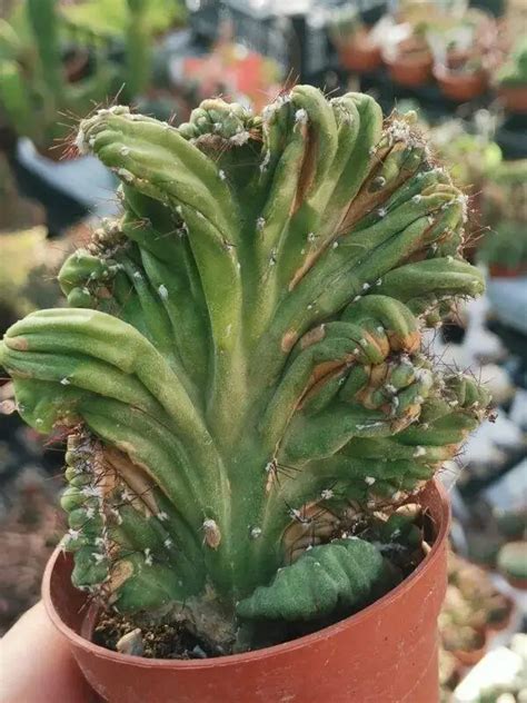 Cereus Peruvianus F Coral Crestata Siracactus Cactus Resistenti