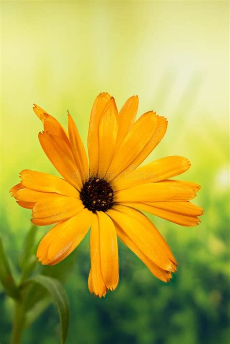 Margarita Africana Osteospermum Margarita Del Cabo Margarita Imagen