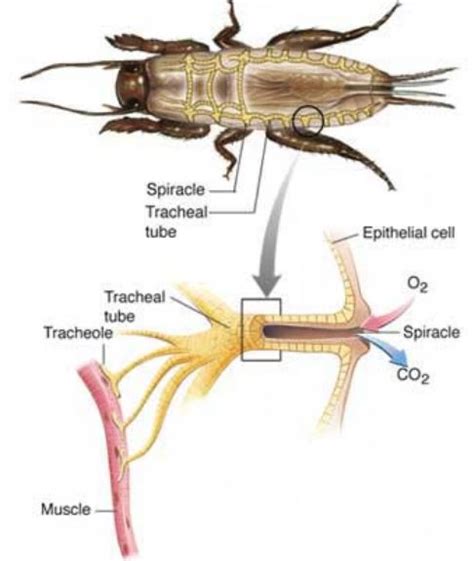 Year Bio Key Points Gas Exchange Mammals Insects And Amphibians