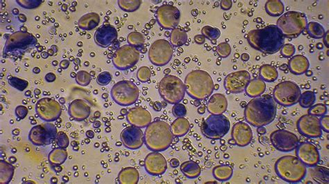 Carbohydrate Definition Classification And Examples Britannica