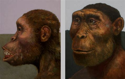 Australopithecus Afarensis Artwork Ancient Humans Human 42 Off