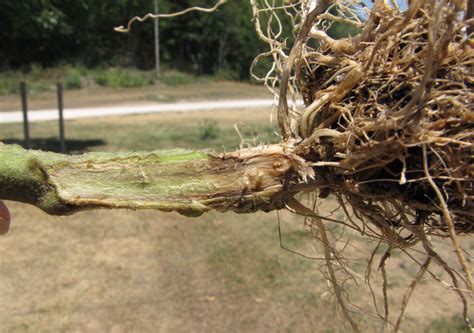 Fusarium Crown And Root Rot Scouting Guides For Problems Of Vegetables