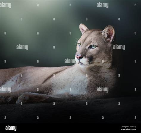 Cougar Laying Down Puma Concolor Also Known As Mountain Lion Stock