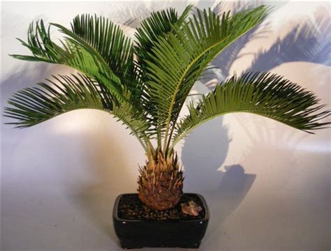 Sago Palm Bonsai Tree Cycas Revoluta