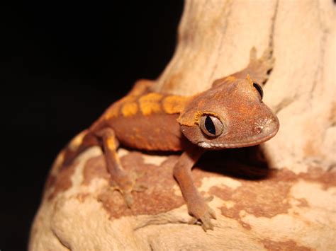 Crested Gecko (Rhacodactylus ciliatus) - Facts and Pictures