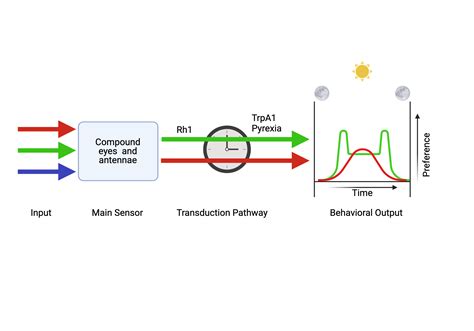 How light impacts circadian rhythms. | BioRender Science Templates 
