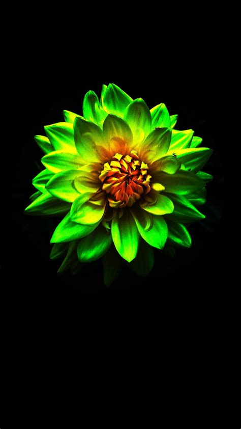 Green flower, flower, green, HD phone wallpaper | Peakpx