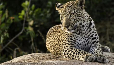 Animais da África - 15 Animais que habitam o Continente Africano