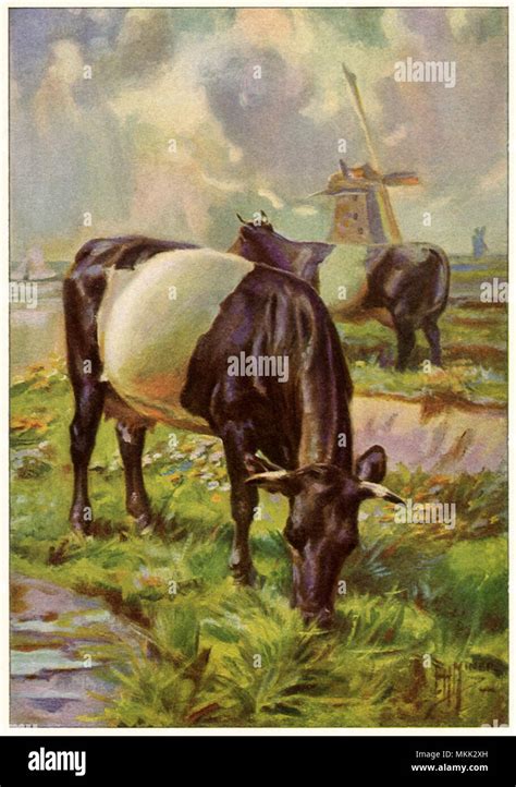 Dutch Belted Cows Stock Photo - Alamy