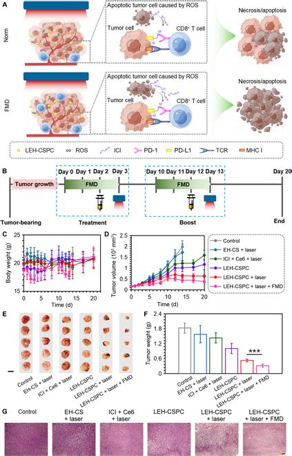 Novel Combination Therapy For Triple Negative Breast Cancer Based On An