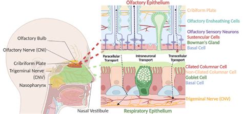 Structure And Composition Of The Human Nasal Cavity The Olfactory