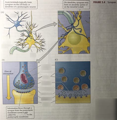 Synapses Diagram Quizlet