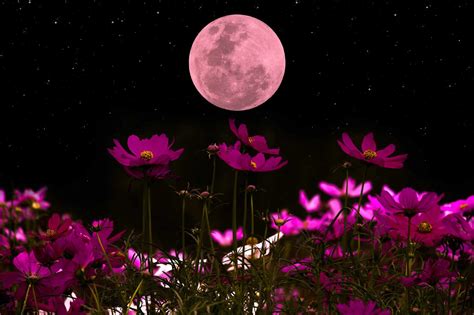 La Merveilleuse Pleine Lune Des Fleurs Va Clairer Le Ciel Cette Nuit