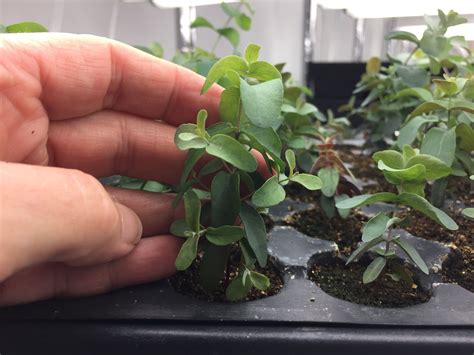 What Do Eucalyptus Plants Look Like at Louise Marion blog
