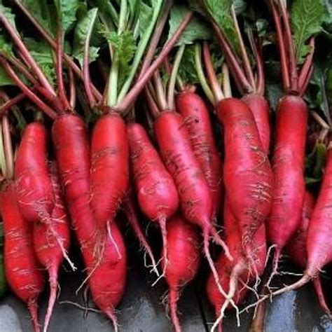 Jual 10 Benih Biji Sayur Lobak Merah F1 Di Lapak Cedrus Cedrus