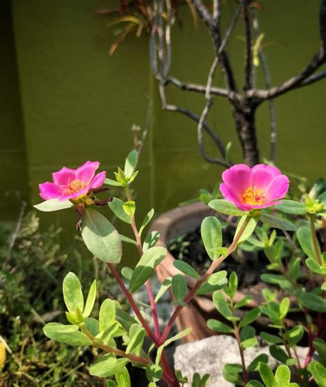 Portulaca_flowers (1) - The Iowa Gardener