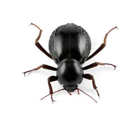 Beetle Identification - Learn About Nature