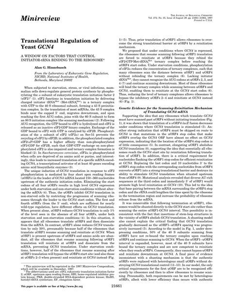 Pdf Translational Regulation Of Yeast Gcn A Window On Factors That