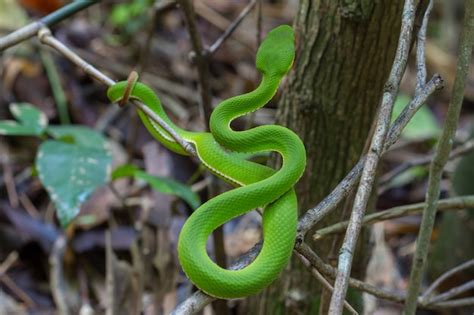 Premium Photo | Close up yellow-lipped green pit viper snake