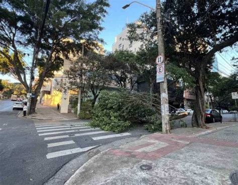 Queda De Rvore Na Avenida Do Contorno Atrapalha Tr Nsito Em Bh