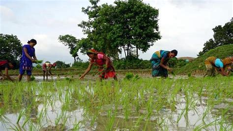 Not A Rich Harvest For Kaveri Seeds The Hindu Businessline