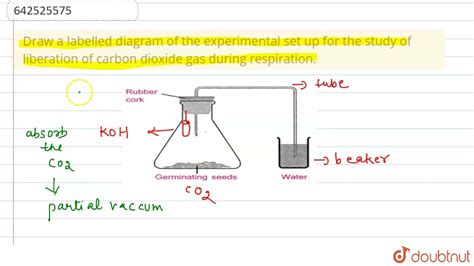 Draw A Labelled Diagram Of The Experimental Set Up For The Study Of