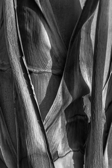 Portrait - Abstract Nature Critiques - Nature Photographers Network