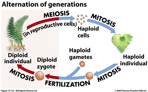 Alternation Of Generations In Plants Test Diagram Alternatio