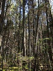 Pine Barrens (New Jersey) - Wikipedia