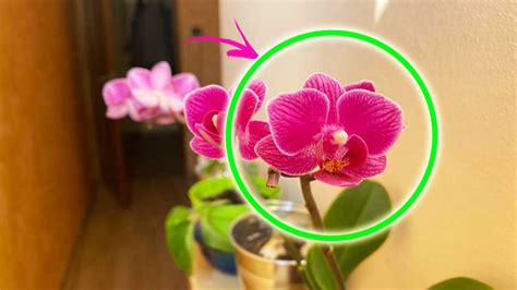 Per Far Vivere La Tua Orchidea A Lungo Ecco I Migliori Consigli Dei