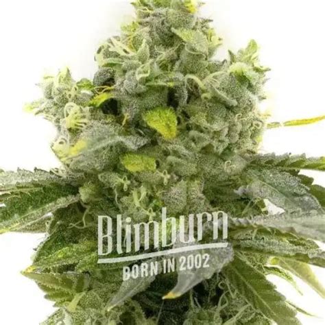 Bruce Banner 3 Fast Version 6 Pack Feminised Blimburn Cannabis Seeds