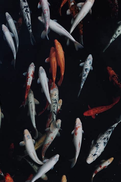 50 Koi Fish Koi Carp Hd Phone Wallpaper Pxfuel