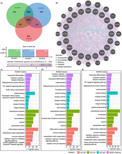 The Related Signaling Pathway Of Runt Related Transcription Factors