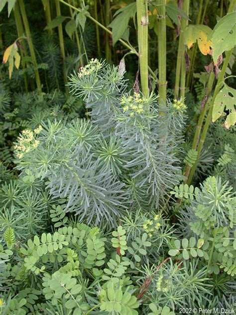 Euphorbia Cyparissias Cypress Spurge Minnesota Wildflowers