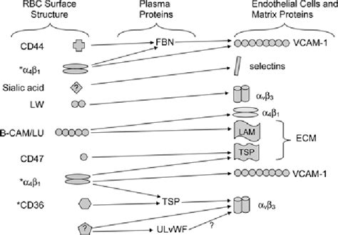 Figure 1 From Role Of Adhesion Molecules And Vascular Endothelium In