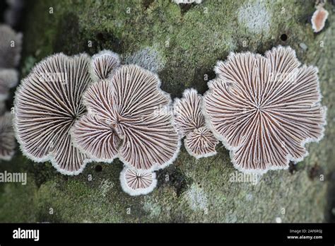 Schizophyllum Commune Known As Split Gill Or Splitgill Mushroom Wild