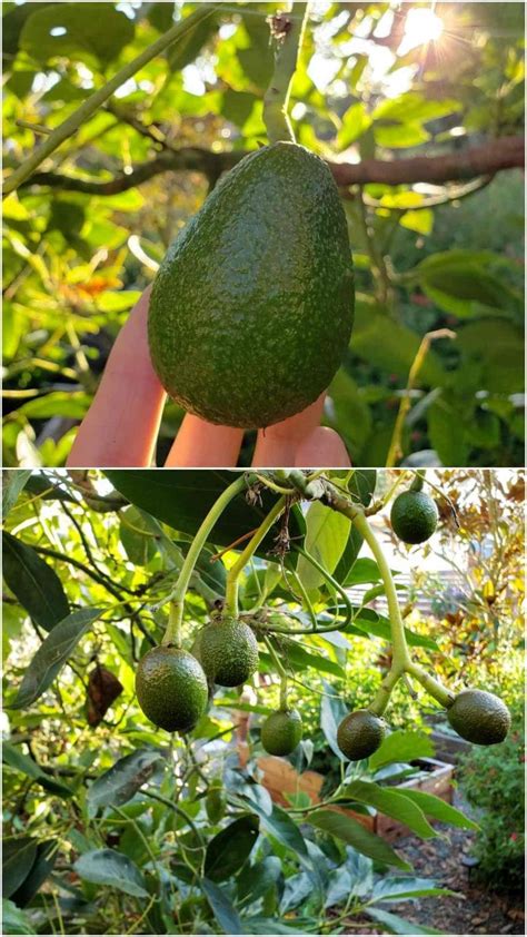 How To Grow Avocados Tree Varieties Climate Planting And Care