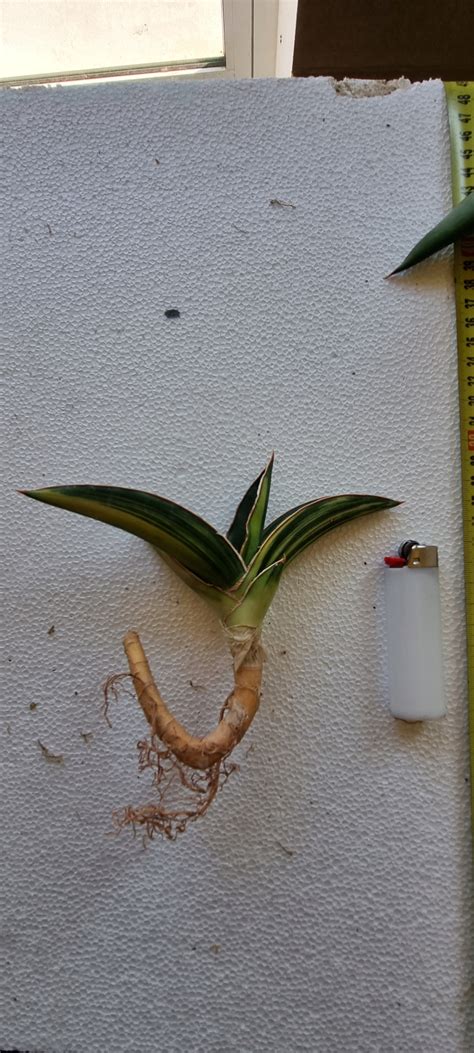 Sansewieria Sansevieria Robusta Variegata Yellow Allegro Pl