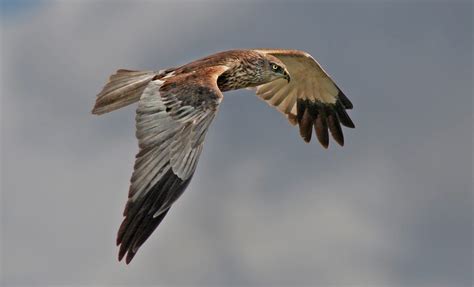 marsh harrier | BirdForum