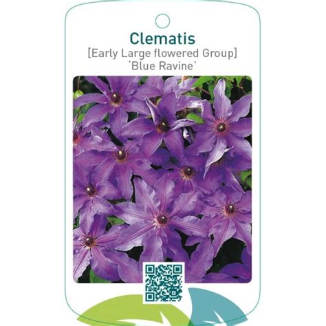 Etiquetas De Clematis Early Large Flowered Group Blue Ravine