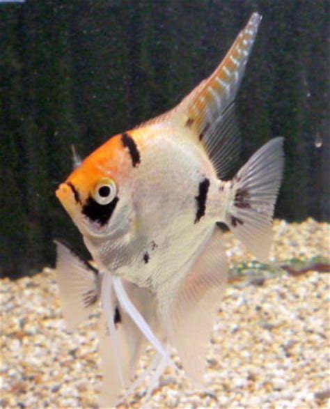 Diamond Koi Angelfish Cm Sweet Knowle Aquatics Online Shop