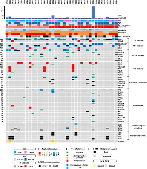 Clinical Pathological Features Gene Alterations And Mmr Status Of