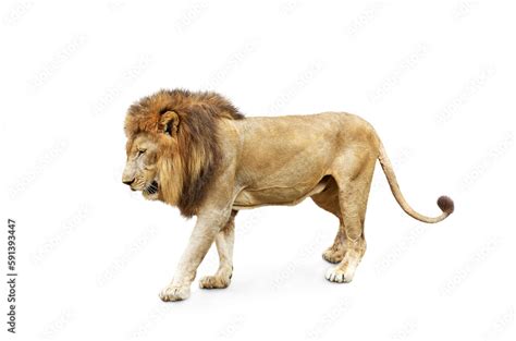 Side view of walking lion isolated on transparent background with ...