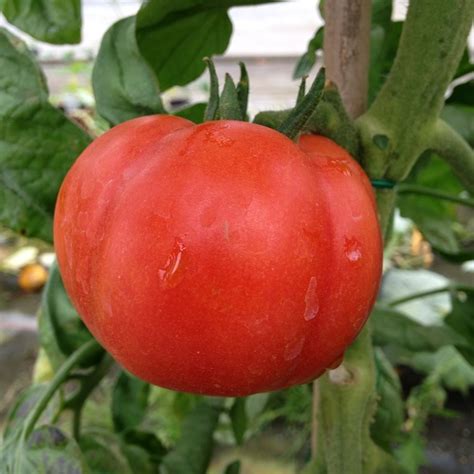 Tomato Seeds Super Marmande