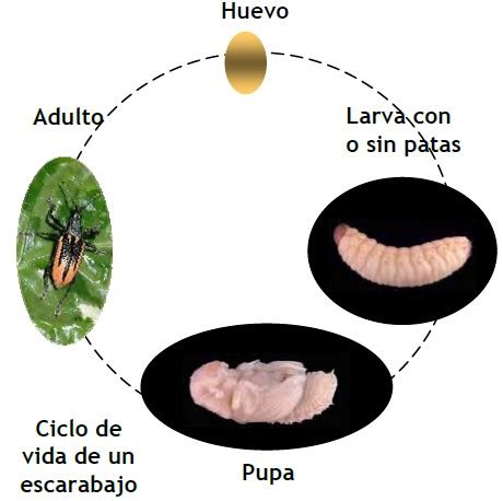 Ciclo De Vida Del Escarabajo